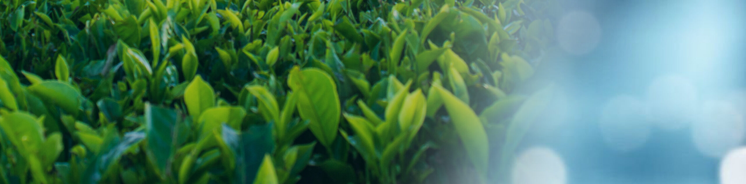 &nbsp;